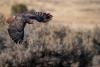 Griffin the Swainson's Hawk