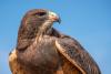 Griffin the Swainson's Hawk