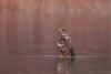 Bald Eagle (Juvenile) – David Brandes 