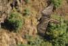 Bearded Vulture – Evan Buechley