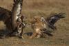 Hooded Vulture & Tawny Eagle – Darcy Ogada