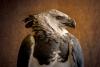 Grayson the Harpy Eagle