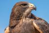 Griffin