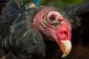 Lucy the Turkey Vulture