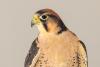 Makeda the Lanner Falcon