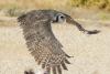 Oliver the Verreaux's Eagle-owl