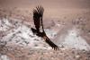California Condor – Heather Morris