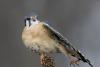 American Kestrel – Susan Supper