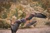 Swainson's Hawk – Linda Ledbetter
