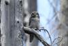 Northern Hawk-owl (Juvenile) – Russell Thorstrom