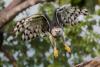 Harpy Eagle – Ralph Buij