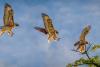 Red-tailed Hawk – Jim Shane