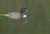 Madagascar Pochard 