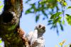 Henst's Goshawk