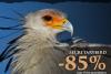 Secretarybird