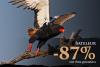 Bateleur