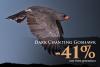 Dark Chanting Goshawk