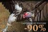 Lappet-faced Vulture