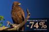 Wahlberg's Eagle 