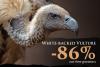 White-backed Vulture