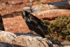 Condor 1068