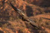 Condor 1113