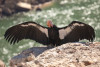 Condor 388