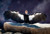 Condor 541
