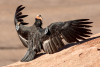 Condor 593