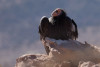 Condor 611