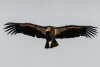 Condor 691