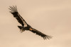Condor 735