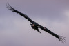 Condor 833