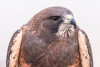 Griffin