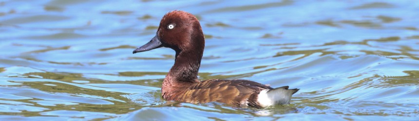 A reddish-brown duck swimming in blue water