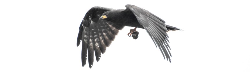 A large, dark bird of prey in flight holding a snail in its talons