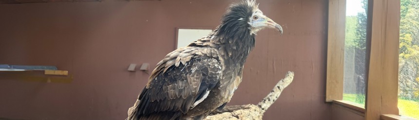 Ambassador Egyptian Vulture Ramses in his aviary at the World Center for Birds of Prey.