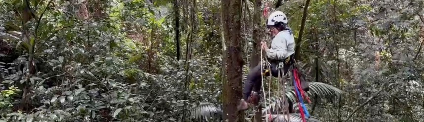 Isamar Flores Rodríguez using climbing gear to descend from a tree in dense forest.