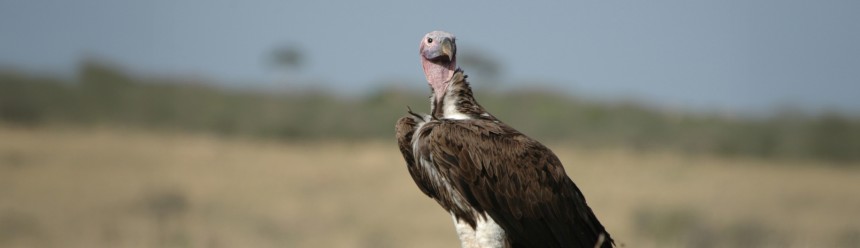 A Lappet-faced Vulture perched on a dirt mound