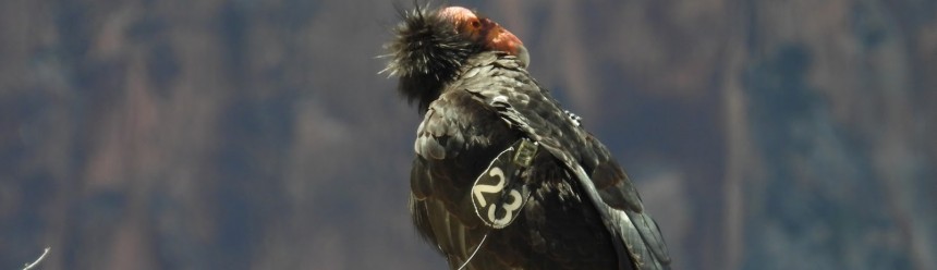 California Condor 123 perched on a rocky cliff edge.