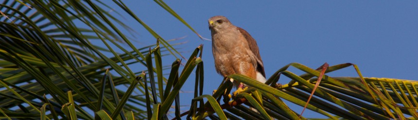 An adult Ridgway's Hawk perched on a palm frond.