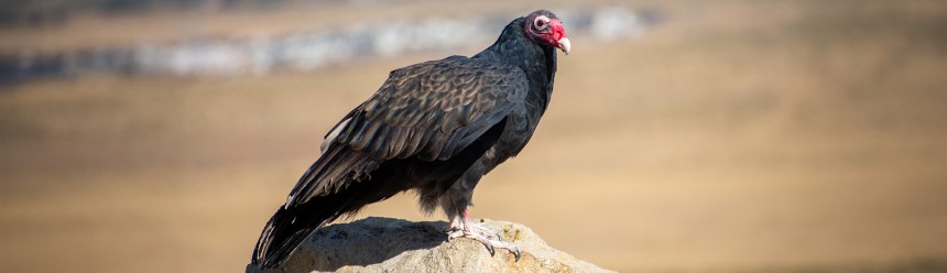 A Turkey Vulture perched on a stone pillar.