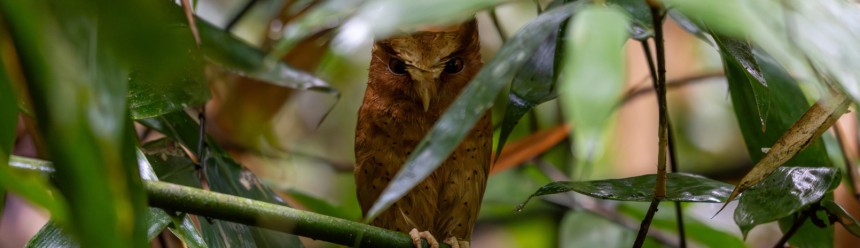 A Serendib Scops-owl perched on a branch surrounded, and partially obscured, by dense vegetation.