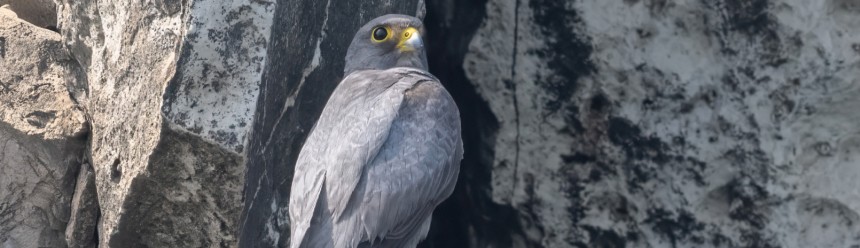 A Sooty Falcon perched on a rocky cliff.