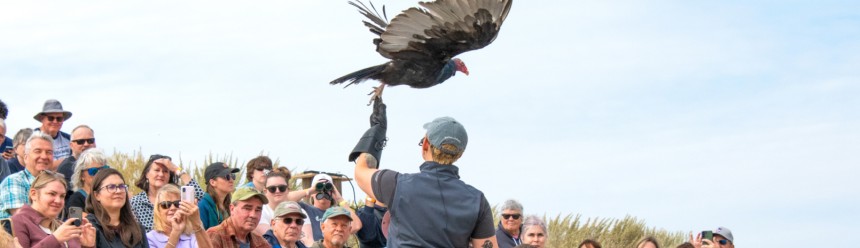 Ambassador Turkey Vulture Lucy takes off from the glove of Raptor Specialist II Jadn Soper surrounded by a large crowd during a Fall Flights show.