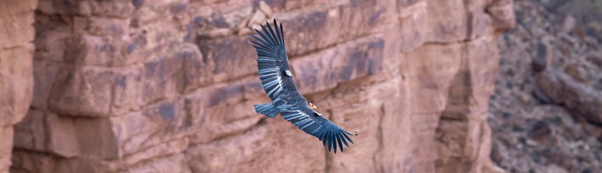 A California Condor in flight seen from above with a red rock cliff behind it.