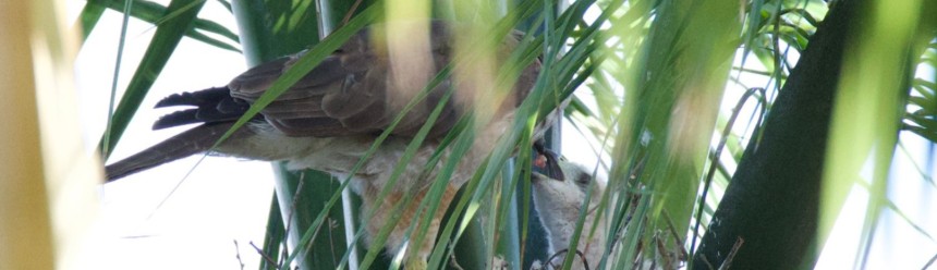 An adult Ridgway's Hawk feeds a foster nestling placed in its nest by our team after it was rescued from its original nest as an egg.