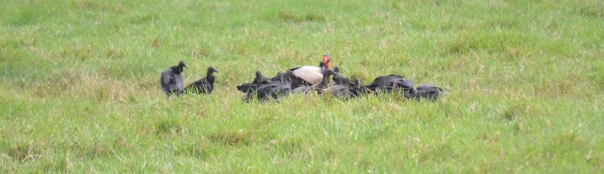 A flock of Black Vultures and a single King Vulture sitting in an open pasture.