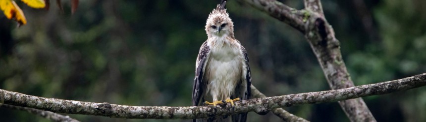 A wet immature Black-and-chestnut Eagle perched on a branch in the rain.