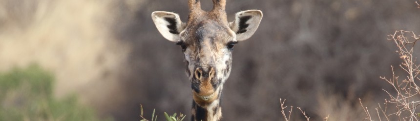 A closeup of the head of a Masai Giraffe.